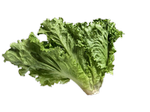 lettuce1